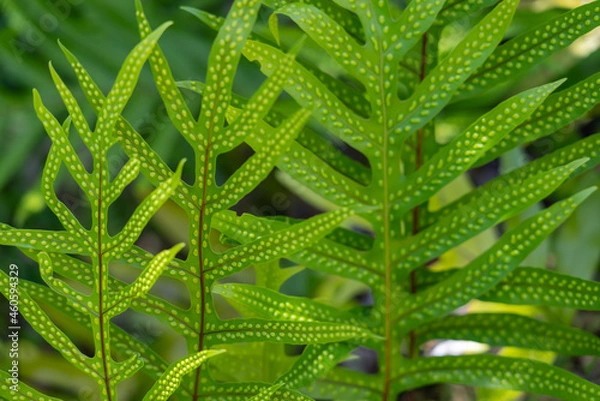 Obraz Microsorum scolopendria, synonym Phymatosorus scolopendria,  monarch fern, musk fern, maile-scented fern, breadfruit fern, or wart fern is a species of fern within the family Polypodiaceae.  lauaʻe