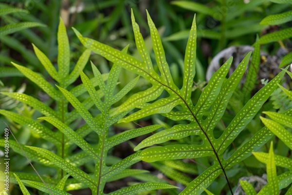 Fototapeta Microsorum scolopendria, synonym Phymatosorus scolopendria,  monarch fern, musk fern, maile-scented fern, breadfruit fern, or wart fern is a species of fern within the family Polypodiaceae.  lauaʻe