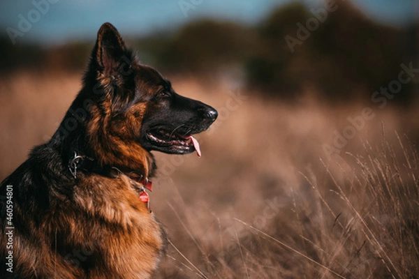 Obraz pies rasy owczarka niemieckiego siedzący pośród traw