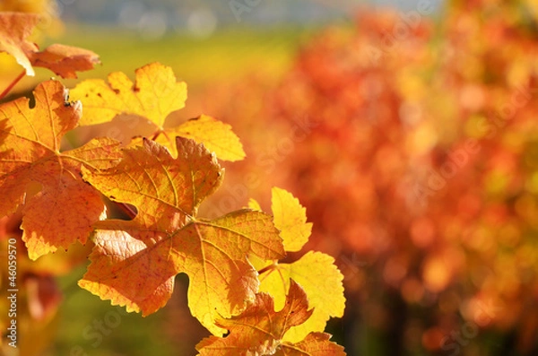 Obraz Weinberge im Herbst