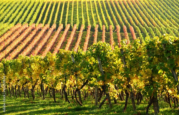 Obraz Weinberge im Herbst
