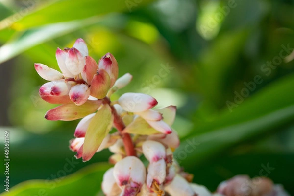 Fototapeta Alpinia zerumbet, commonly known as shell ginger, is a perennial species of ginger native to East Asia. pink porcelain lily, variegated ginger or butterfly ginger.