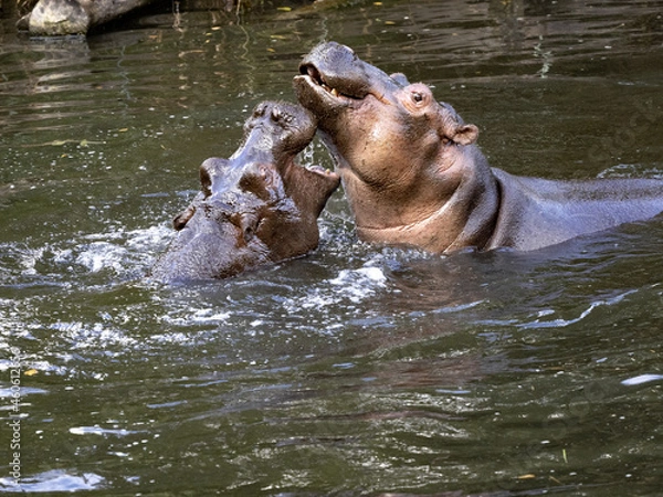 Fototapeta The mother of the hippopotamus Hippopotamus amphibius, teaches the son how to defend the harem in the future