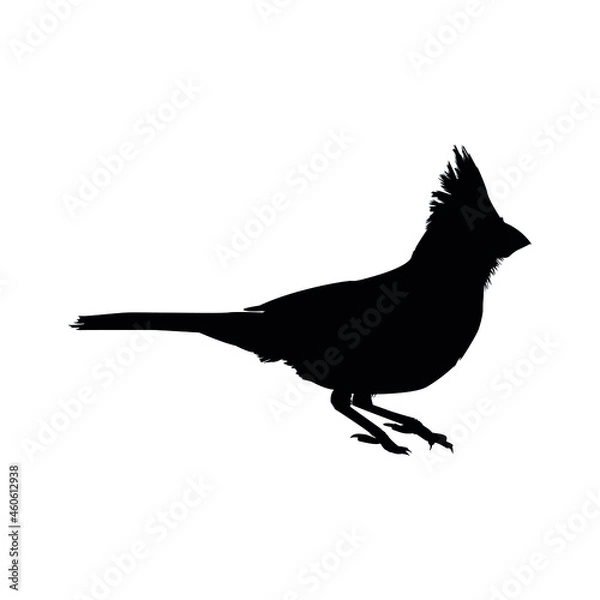 Obraz Cardinal Bird Silhouette Vector Illustration