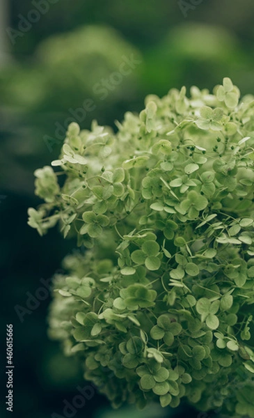 Fototapeta green inflorescence of hydrangea nature background close up, soft focus, selective focus