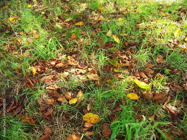 Fototapeta 桜の枯れ葉散る木漏れ日の野原風景
