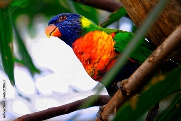 Obraz red and yellow macaw