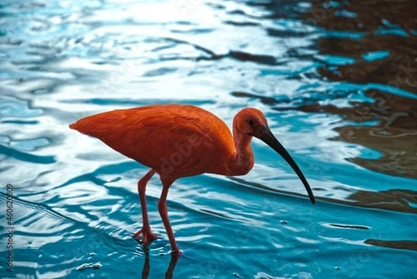 Obraz Młody flaming