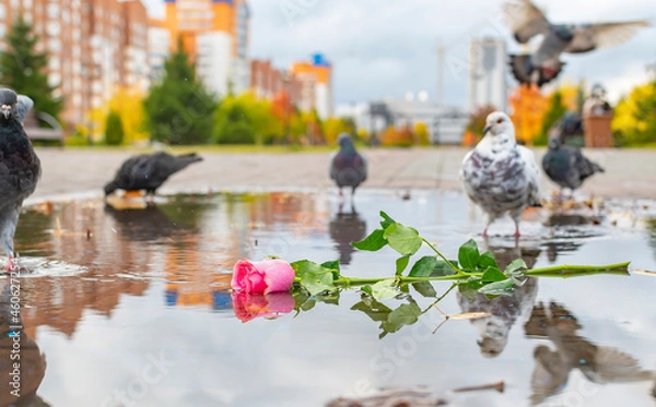 Fototapeta a discarded scarlet rose flower lies in a puddle in a park, a square and birds and pigeons walk and fly around it