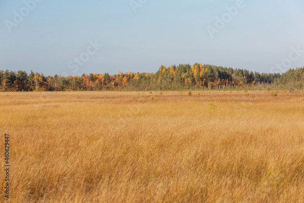Fototapeta Splendid autumn yellow grass field with the colorful pine forest at the horizon. 