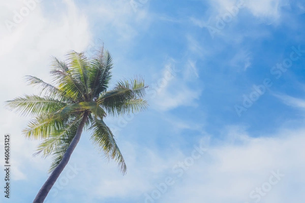 Fototapeta Green palm or coconut tree stand with clearly could and blue sky background in summer with copy space