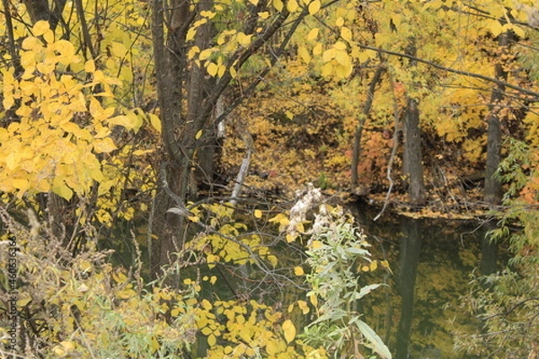Obraz autumn forest and water