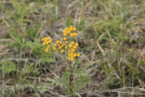 Obraz yellow tansy flowers