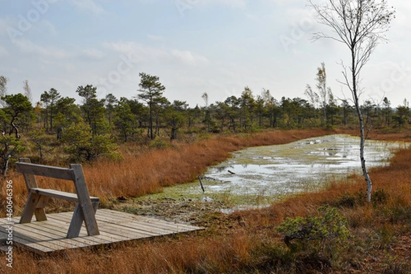 Obraz bench in the forest