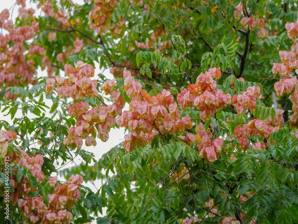 Fototapeta オオモクゲンジ1　実