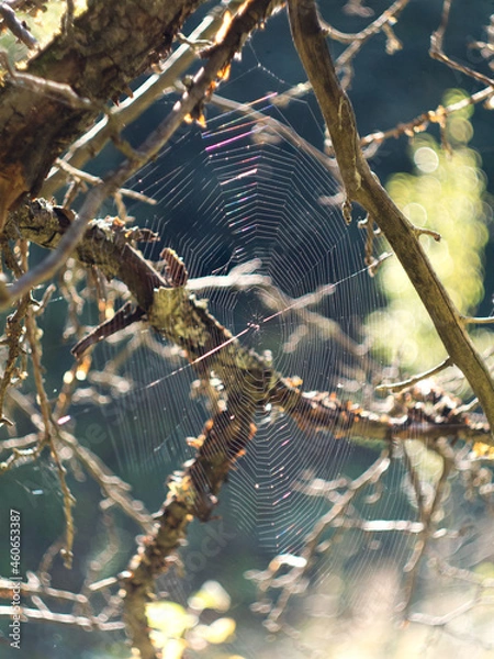 Fototapeta Cobweb on a tree at sunset