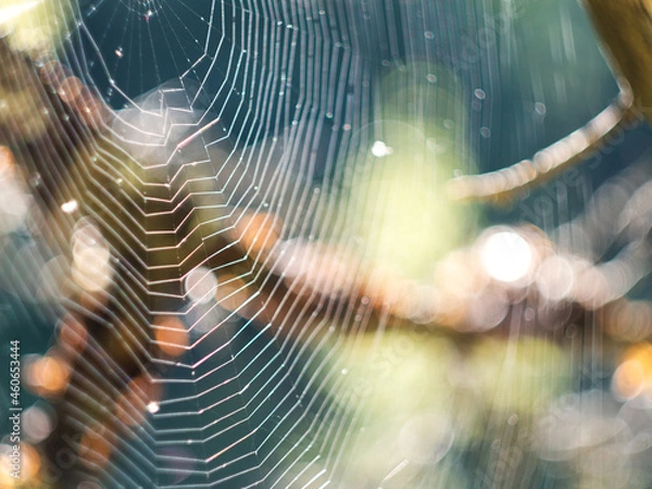 Fototapeta Cobweb on a tree at sunset