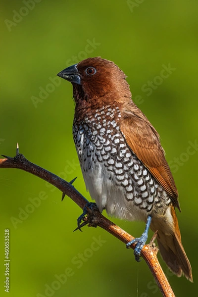 Obraz Scaly Breasted Munia In Good light from Chennai India