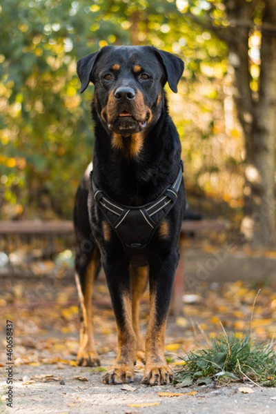 Obraz Gentle Rottweiler
