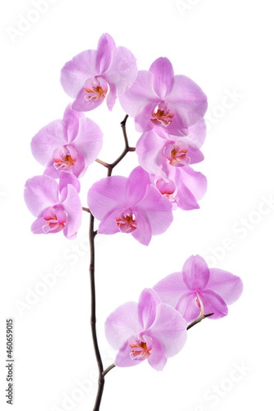 Fototapeta Beautiful luxury purple orchid flower isolated on white background.