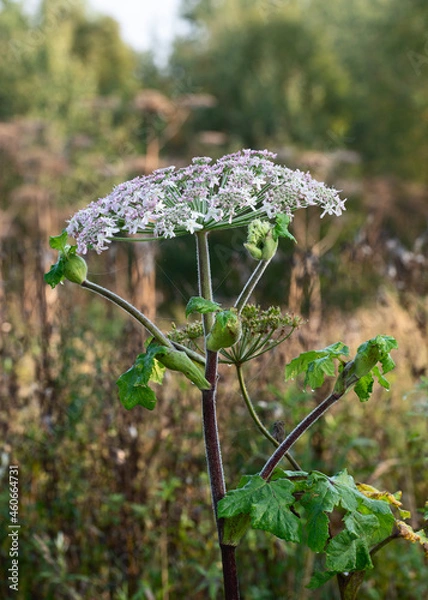 Obraz Cow parsnip