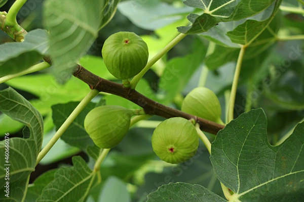 Obraz Fig, fig fruit, fig tree, Fruit