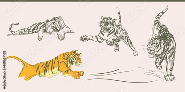 Fototapeta Tiger vector. The symbol of the new year is 2022, 2034, 2046, 2058. A pencil drawing on a white background of a tiger in different poses: jumping, lying, sitting, growling.