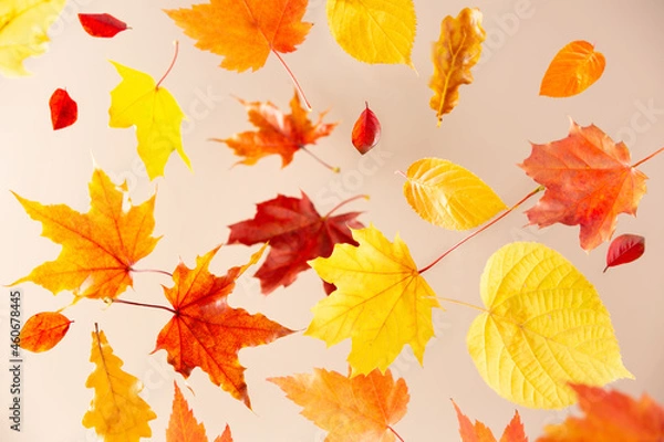 Fototapeta Autumn leaves in motion. Red, yellow leaves falling or flying on a light background.