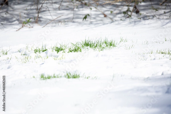 Obraz Green Grass Poking Out from Snow
