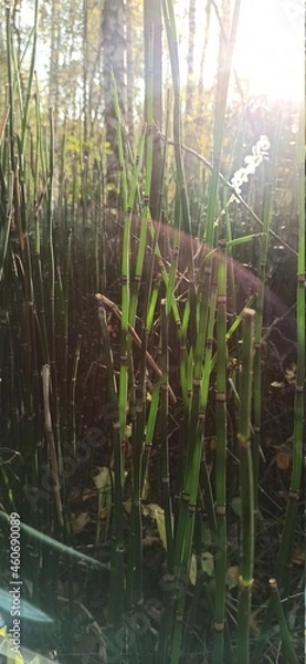 Obraz Translucent twigs of horsetail. Back lighting. Walk through the forest. Calm. Soothing green spring park. 