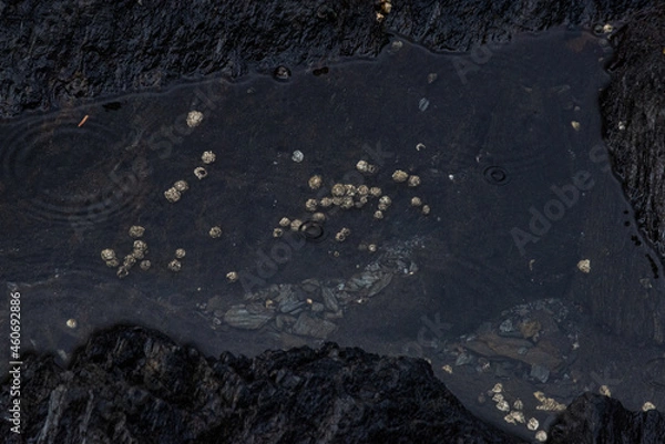 Obraz barnacles in the ocean 