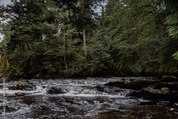 Obraz river in the forest