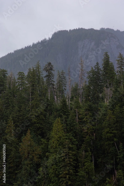Obraz forest in the mountains