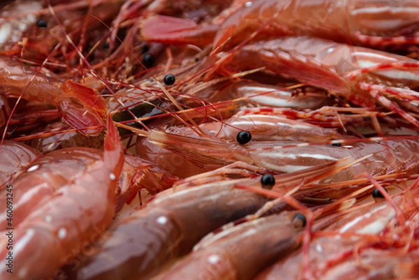 Obraz shrimp prawns on ice