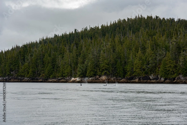 Obraz orca killer whales