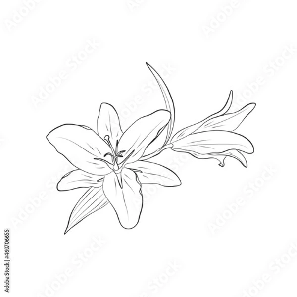 Obraz lilies contour hand drawn flower. floral element for greeting card and invitation design