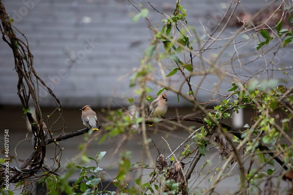 Obraz Cedar Waxwings on a Vine
