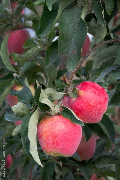Obraz ripe red apples hanging on tree