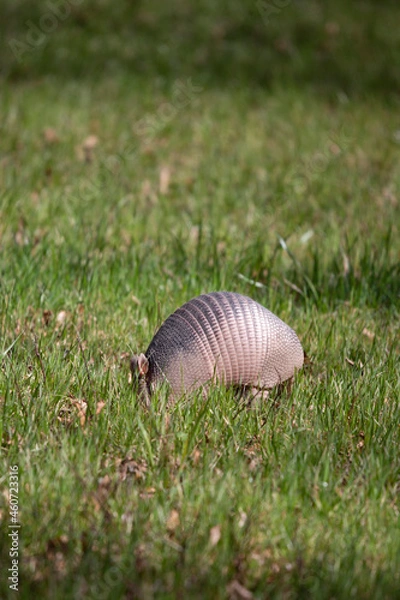 Obraz Nine-Banded Armadillo Foraging