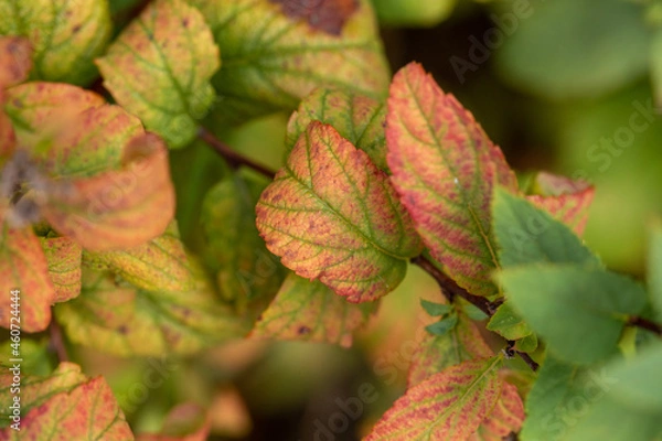 Fototapeta Plants in a garden
