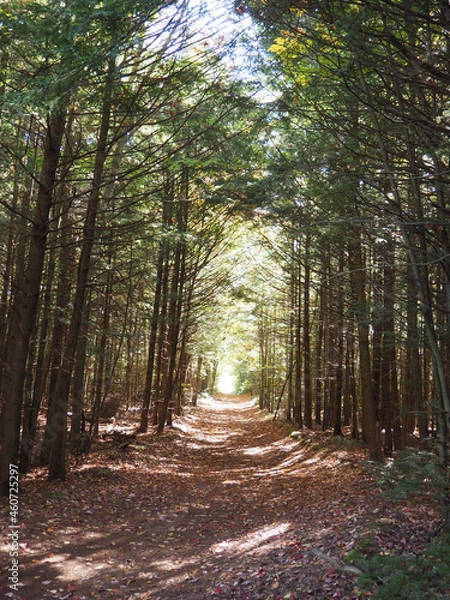 Obraz path in the forest