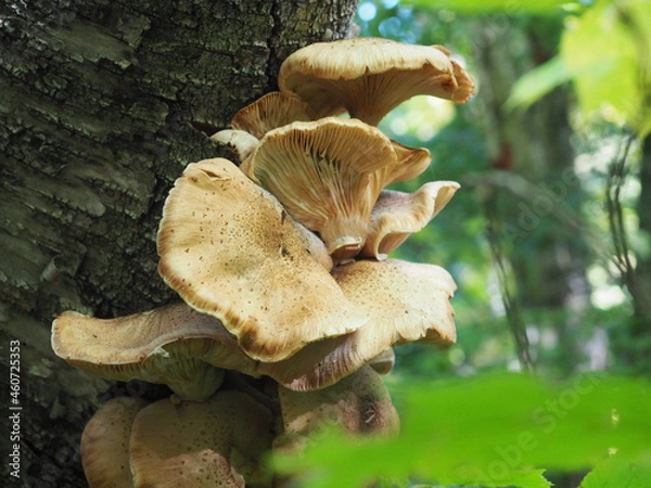 Obraz mushrooms in the forest