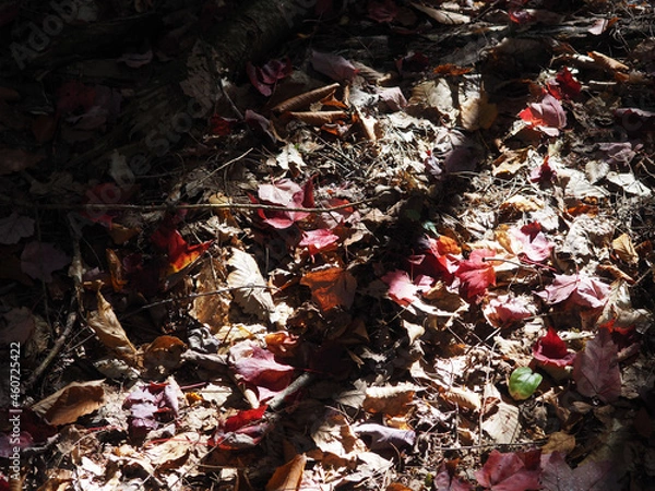 Obraz leaves in the garden