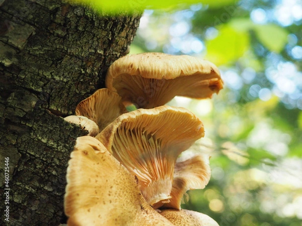 Obraz mushrooms on a tree trunk