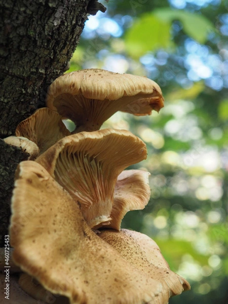 Obraz mushrooms in the forest