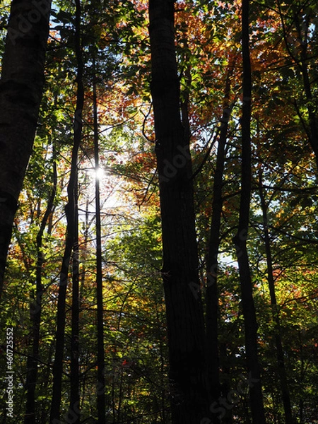 Obraz forest in autumn