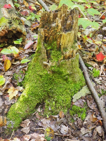 Obraz autumn in the forest