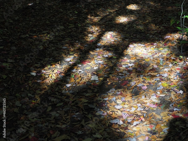 Obraz christmas lights