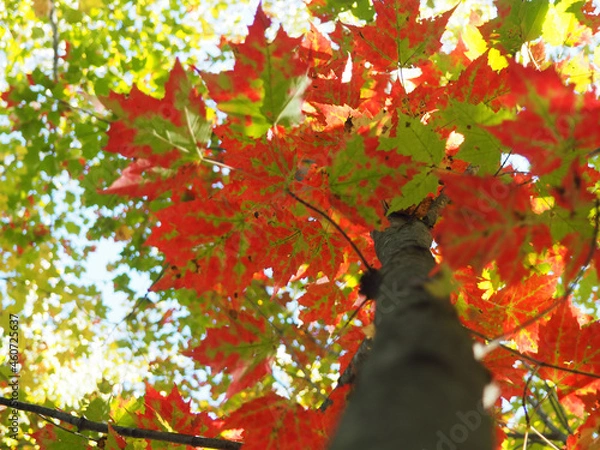 Obraz autumn leaves background