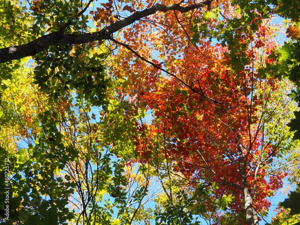 Obraz autumn leaves background